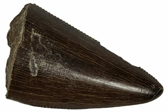 Serrated, Tyrannosaur (Nanotyrannus) Tooth - Montana #350381